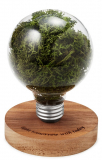 moss light bulb