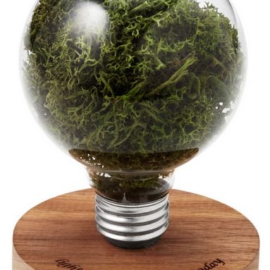 moss light bulb