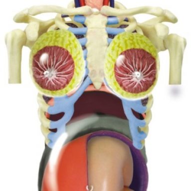 D-Vision Transparent Pregnancy Torso Anatomy Model