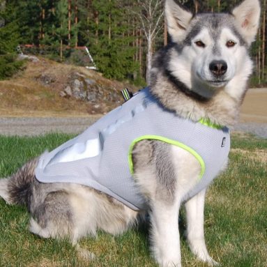 Dog Cooling Vest Harness Cooler Jacket