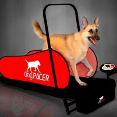 Dog Treadmill