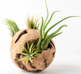 Drift Wood Air Plant Orb 6 Round Terrarium Kit