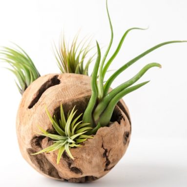 Drift Wood Air Plant Orb 6 Round Terrarium Kit