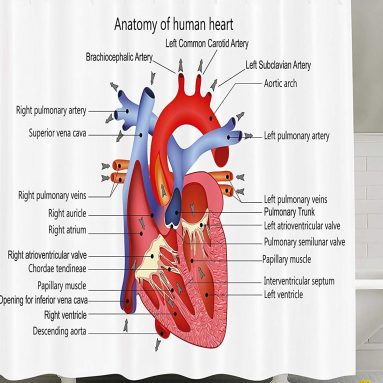 Educational Shower Curtain