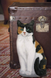 Fiddler’s Elbow Calico Cat Door stop