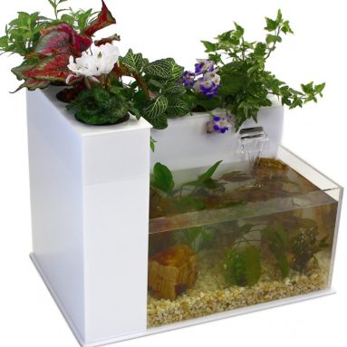 Fin to Flower Aquaponics