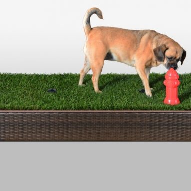First Automated Grass Litter Box for Dogs