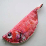 Fish Pencil Case