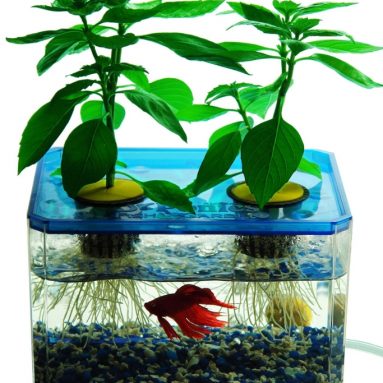 FishGarden and BubbleGarden