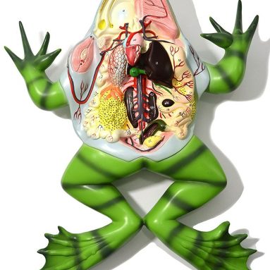Frog Dissection model