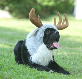 Funny Pet Moose Costumes