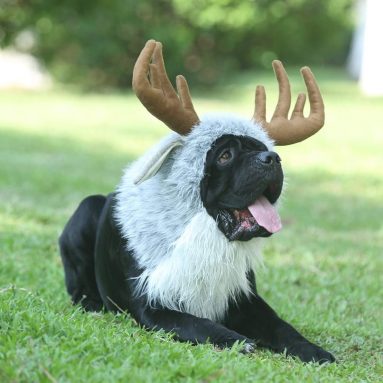 Funny Pet Moose Costumes