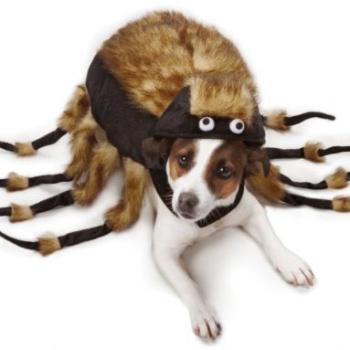 Fuzzy Tarantula Costume