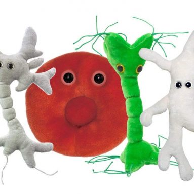 GIANTmicrobes Cell