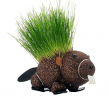 GROW YOUR OWN HAIRY BEAVER