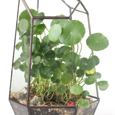 Geometric Terrarium Box Tabletop Succulent Plant Planter Flower Pot Fern Moss