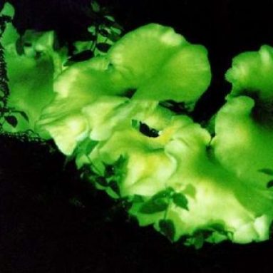 Ghost Fungus Growing Log Kit