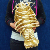 Giant Isopod