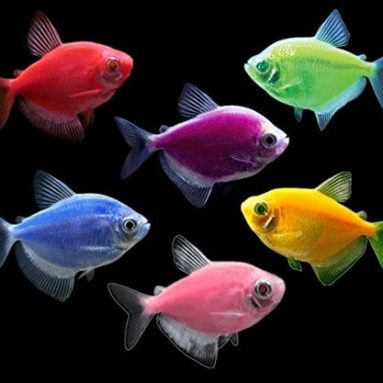 GloFish Tetra Basic Collection