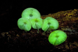 Glow in The Dark Mushroom Panellus stipticus bioluminescent Habitat Science kit Toy