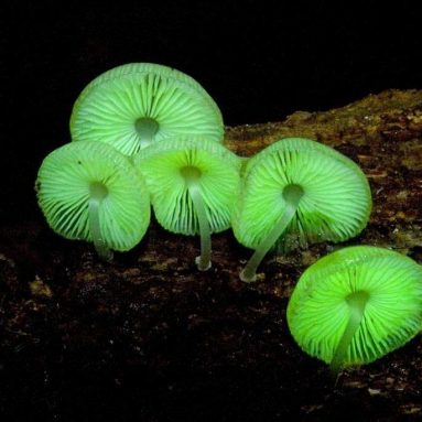 Glow in The Dark Mushroom Panellus stipticus bioluminescent Habitat Science kit Toy