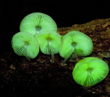 Glow in the dark mushroom