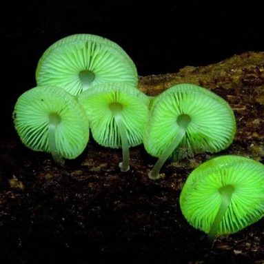 Glow in the dark mushroom