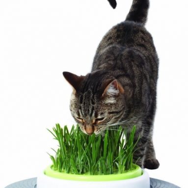 Grass Garden Kit Cat