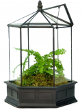 Glass Terrarium Planter