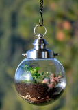 Hanging Terrarium