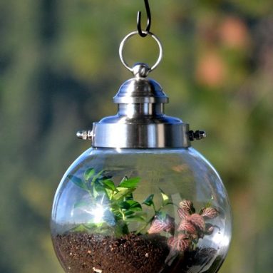 Hanging Terrarium