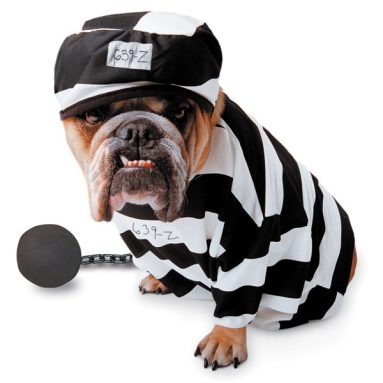Prisoner Pet Costume