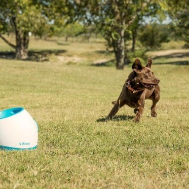 Interactive Ball Thrower for Dogs-Launches Standard Tennis Balls