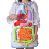 Internal Organs Model Children Physiological Education Toy