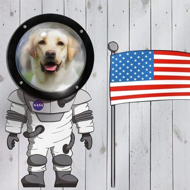 Kenley Pet Dog Fence Peek Window