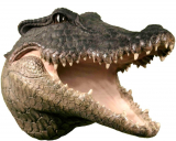 Life Size Alligator Crocodile Head w/ Teeth