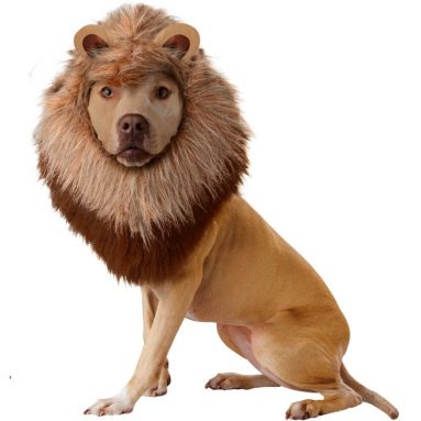 Lion Dog Costume