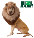 Lion Pet Costume