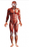 Men’s Muscle Anatomy Anatomical Body Structure Bodysuit