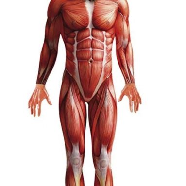 Men’s Muscle Anatomy Anatomical Body Structure Bodysuit