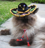 Miniature Sombrero for Cats and Dogs