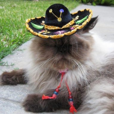 Miniature Sombrero for Cats and Dogs