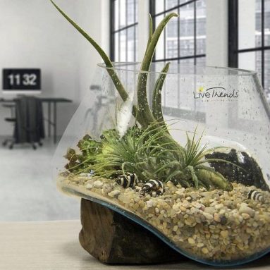 Molten Fusion Glass Terrarium/Wooden Base