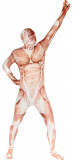 Premium Morphsuit, Muscle