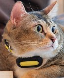 PETBLE Dog Cat Pet Smart Tag Tracker