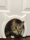 Pass Interior Cat Door