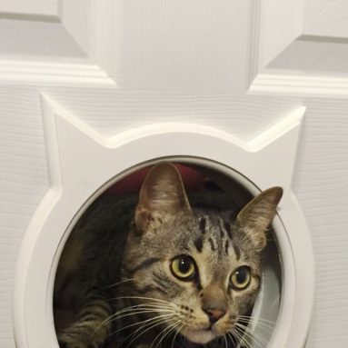 Pass Interior Cat Door