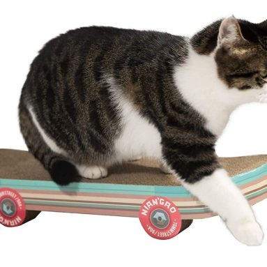 Pawnie Skateboard