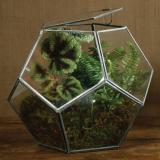 Pierre Faceted Glass Terrarium