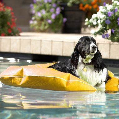 Poochie Pool and Deck Lounger